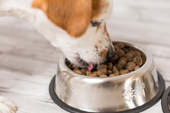 Review top 5 loại thức ăn cho chó nhiều chất dinh dưỡng, ít gây táo bón