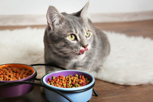 Review top 5 loại thức ăn cho mèo với đầy đủ dưỡng chất cần thiết