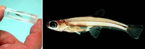 Cá Paedocypris progenetica