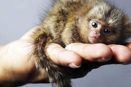 Top 5 con vật nhỏ nhất thế giới có thể bạn chưa biết