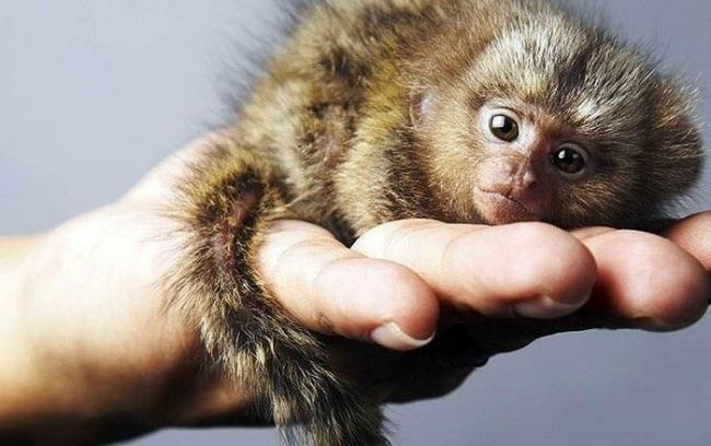Khỉ đuôi sóc Pygmy